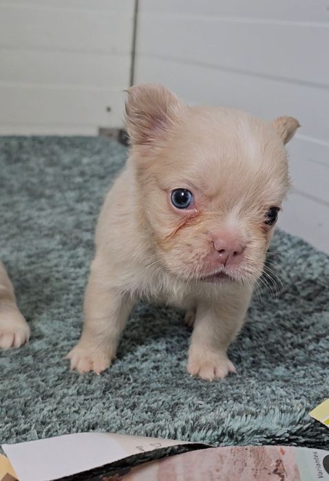 Bulldog Francês Fêmea Fluffy