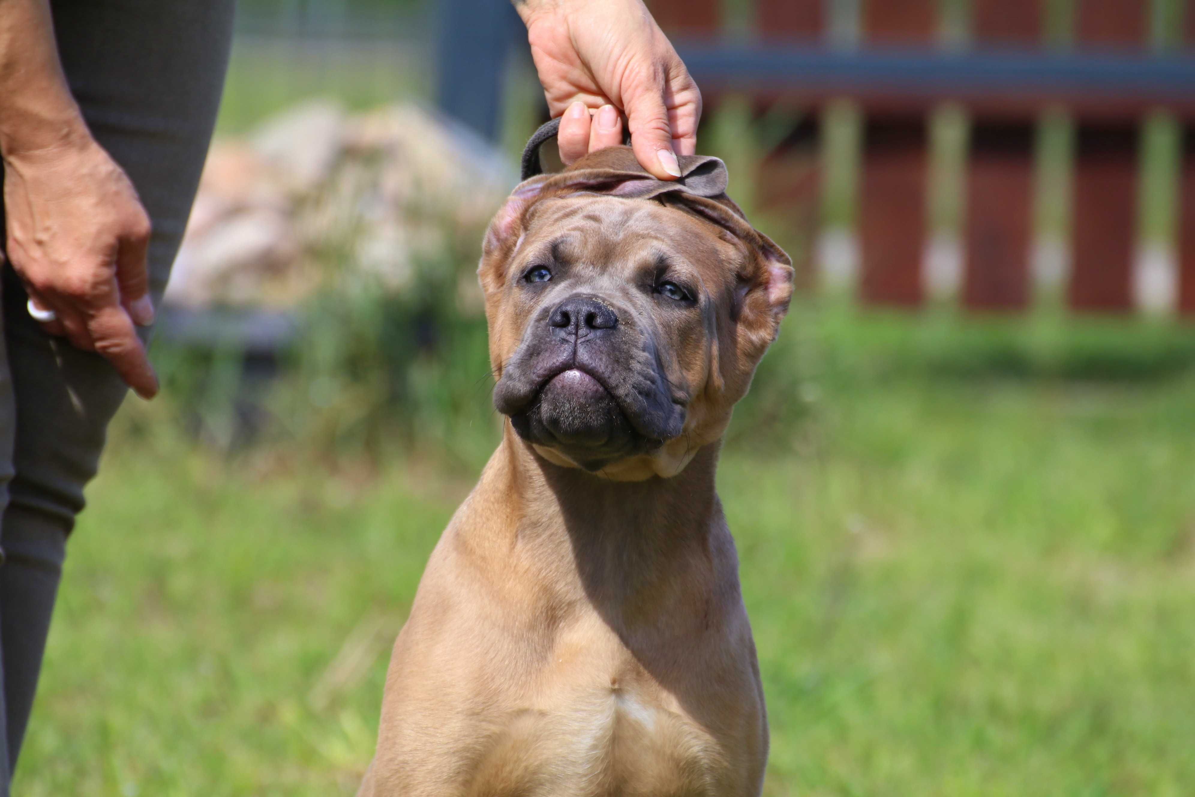 Płowy samiec szczenię Cane Corso Italiano