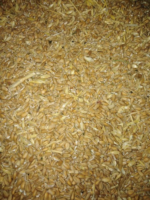 Продам зерно відходи пшениці