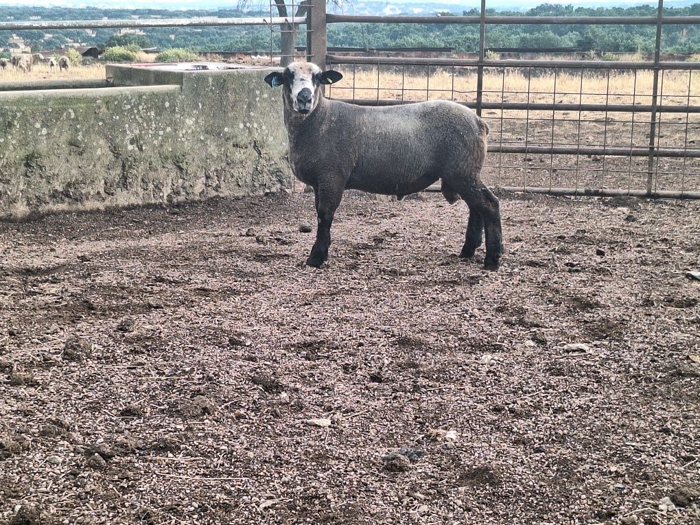 Malato 9 meses p3 PURO