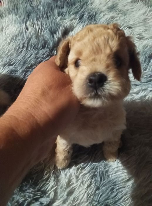 Продам той пуделя