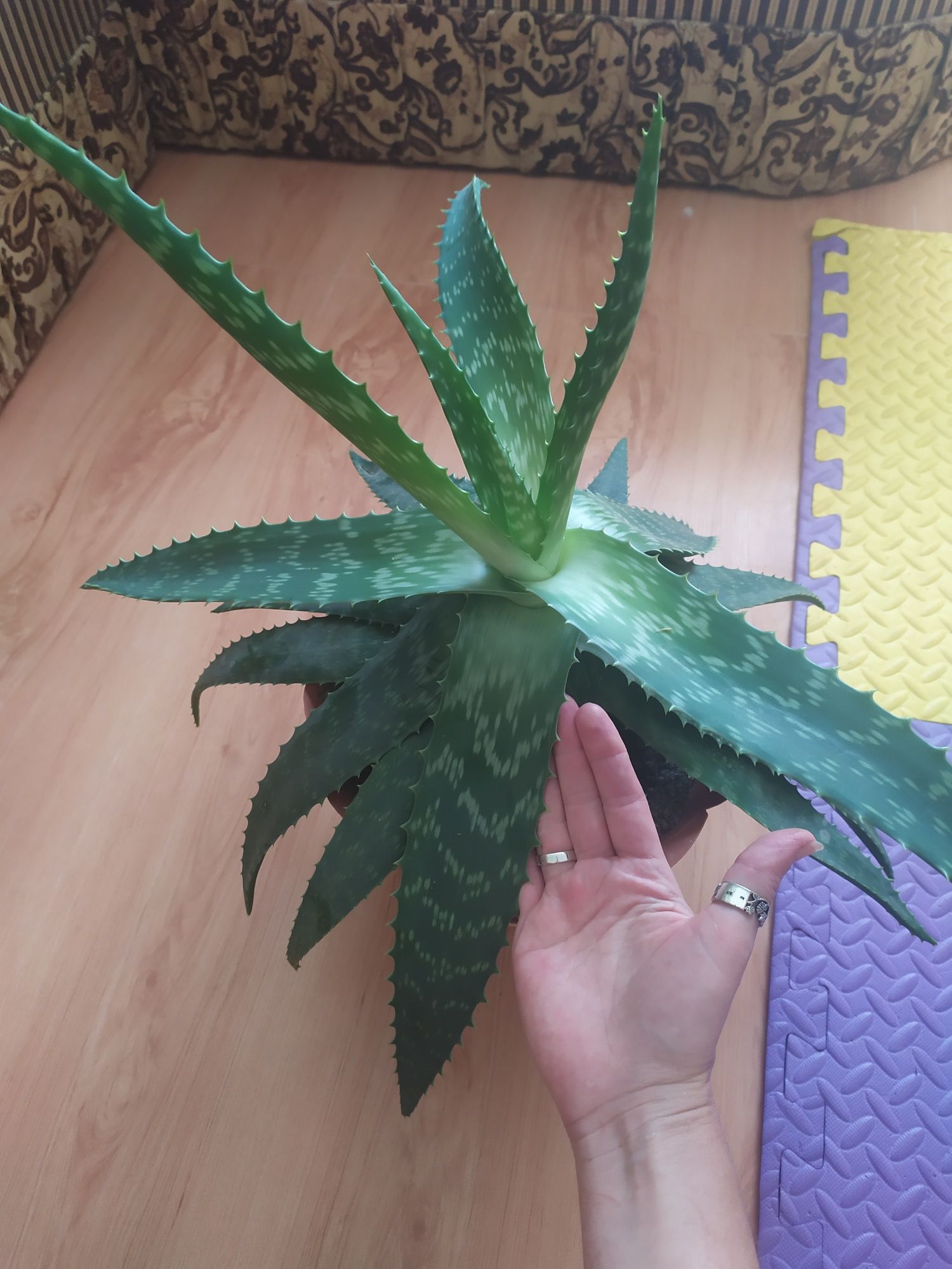 алое плямиста макулата Maculata
