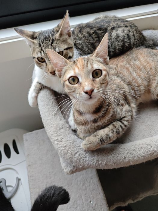 Gatinhos adoráveis para adoção — Macho e Fêmea, 3 meses, inseparáveis