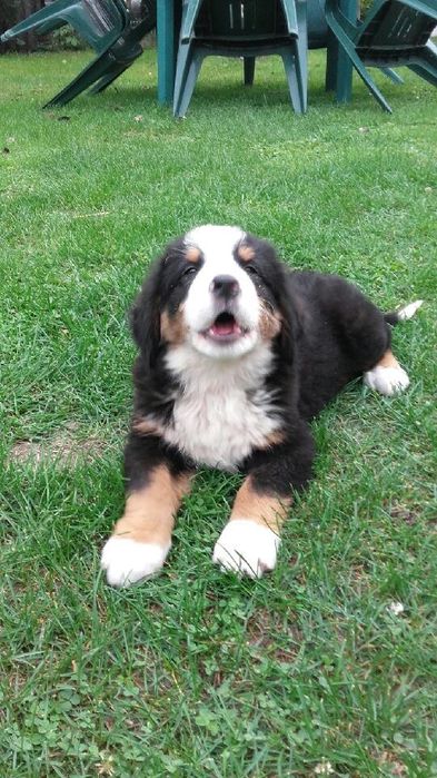 Berneński pies pasterski berneńskie z metryką i czipem