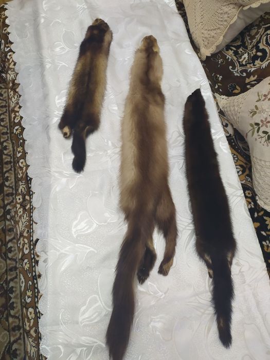 Продам хутро куниці.