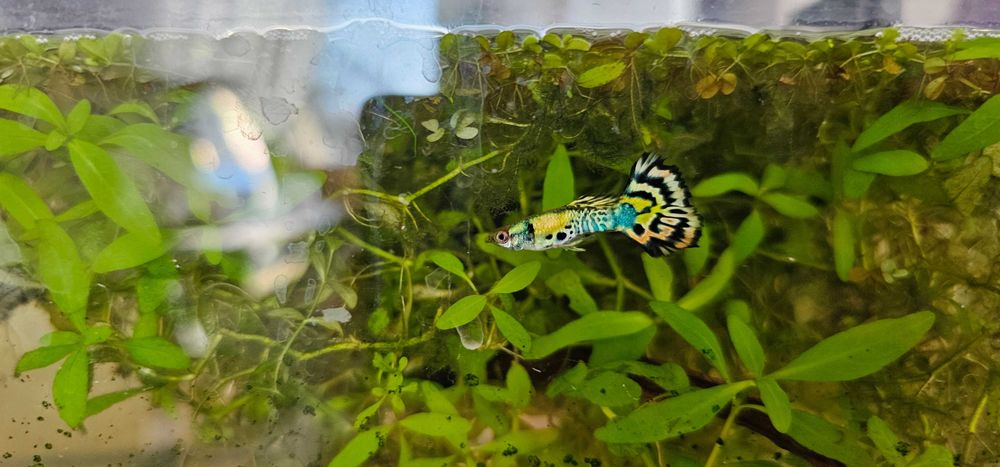 Sprzedam rybki Gupiki