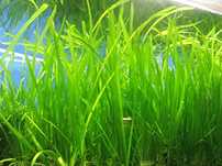 Nurzaniec  Vallisneria + gratisy
