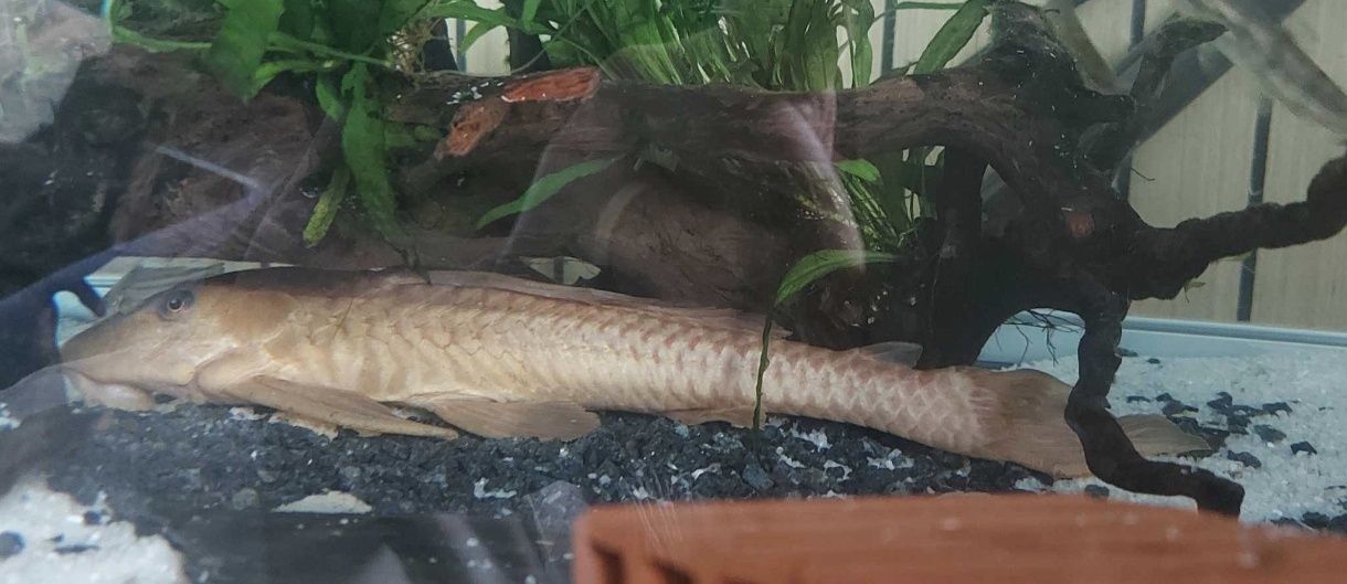 Pleco Comum Albino com 30cm