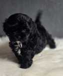 Czarna sunia maltipoo