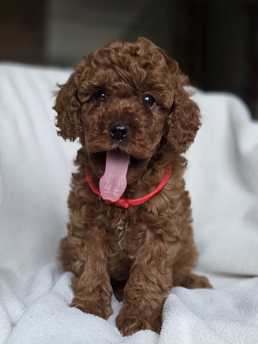 Той пудель супер дівчинка