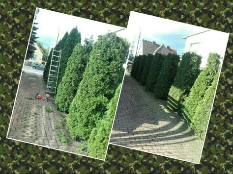 Przycinanie krzewów zakładanie ogrodów, koszenie trawy,działek aeracja