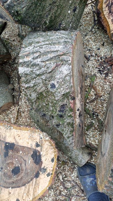 Дерево горіхове,без доставки.ціна за всі 5 колод