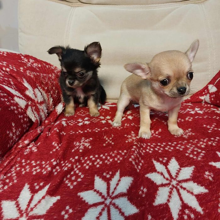 Śliczny chihuahua z rodowodem