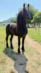 Cavalo Frisio Puro com Papeis de pura
