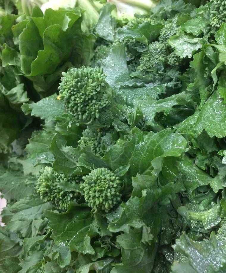 vendo sementes de brócolos cima di rapa