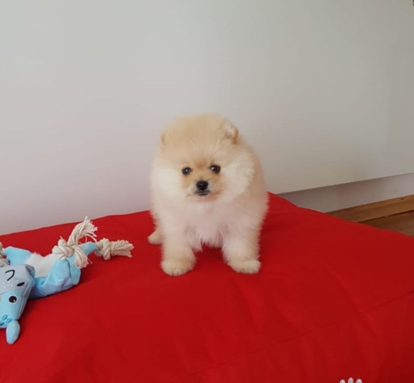 Szpic Miniaturowy Pomeranian suczka kremowa UNIKAT