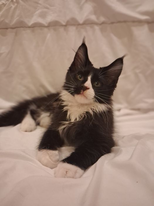 Gotowy do odbioru Kocur Maine Coon z rodowodem FPL