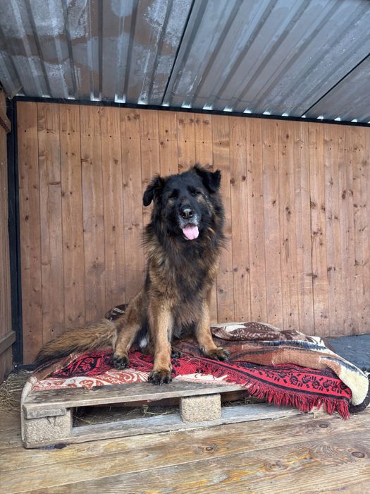 Pies w typie ON szuka domu