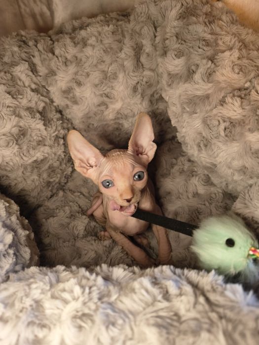 Nico sfinks kanadyjski do rezerwacji