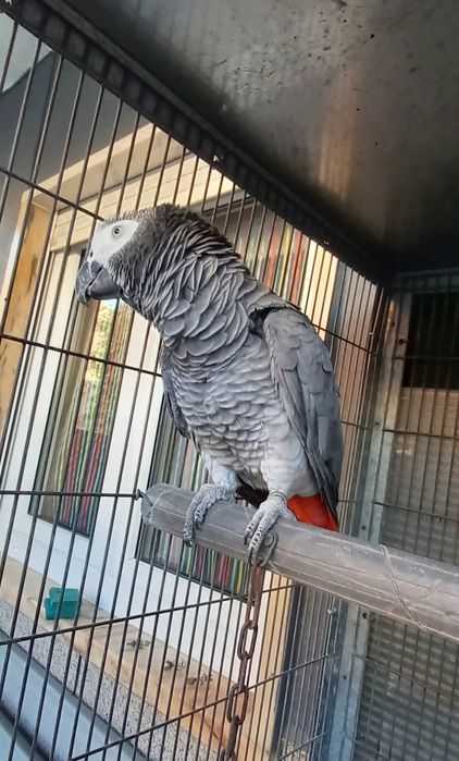 Papagaio Cinzento de Rabo Vermelho (macho adulto)