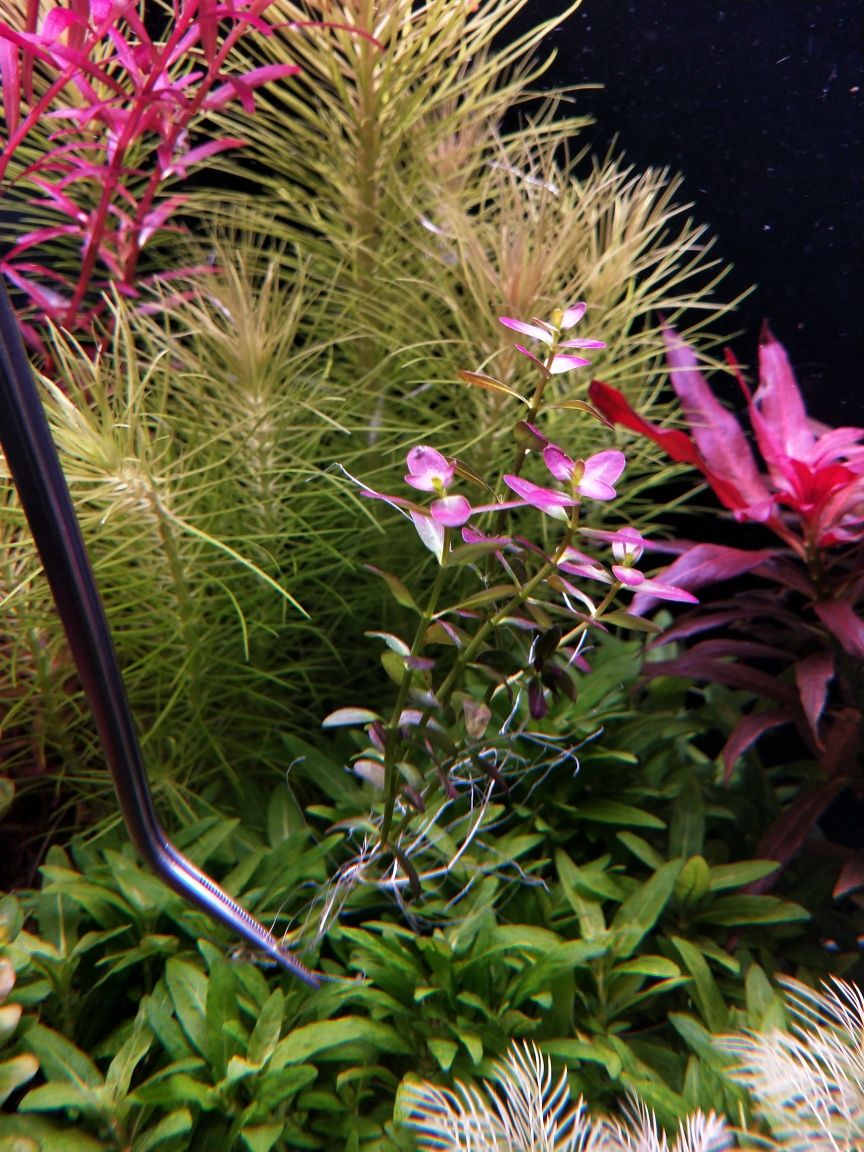 Rotala ramsior florida