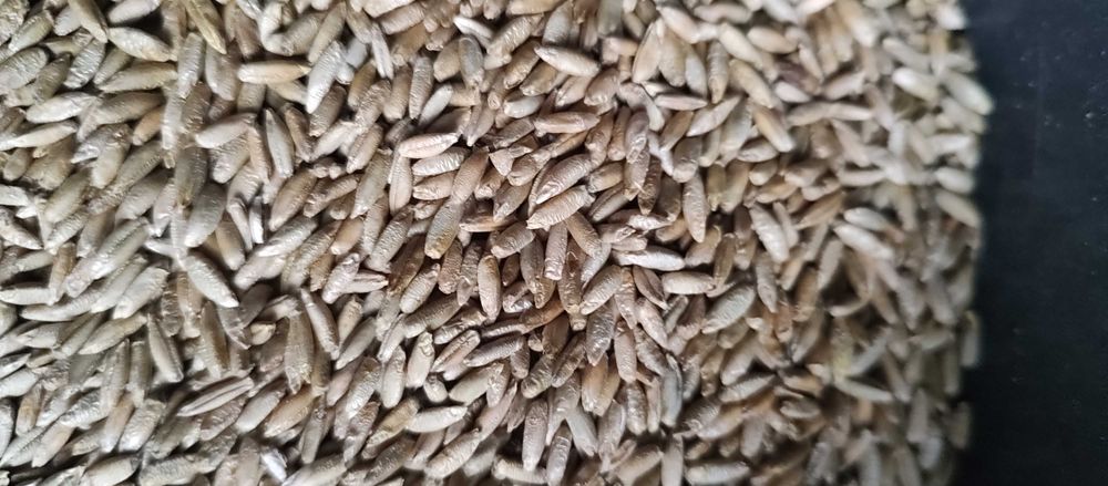 Żyto Hybrydowe GILMOR po kwalifikacie