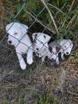 Jack Russell Terrier