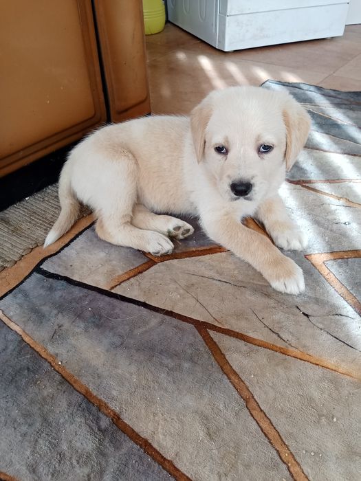 Cachorros para doação