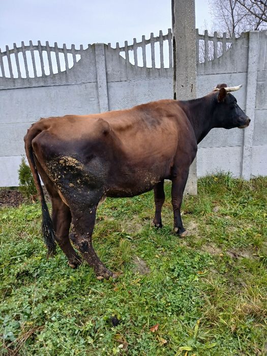 Krowa z mlekiem 5 lat zacielona do dalszej hodowli,  okazja