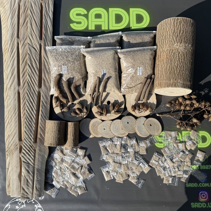 Павловнія трьохрічна промислова, Павловния 5см із Безкоштовною дост