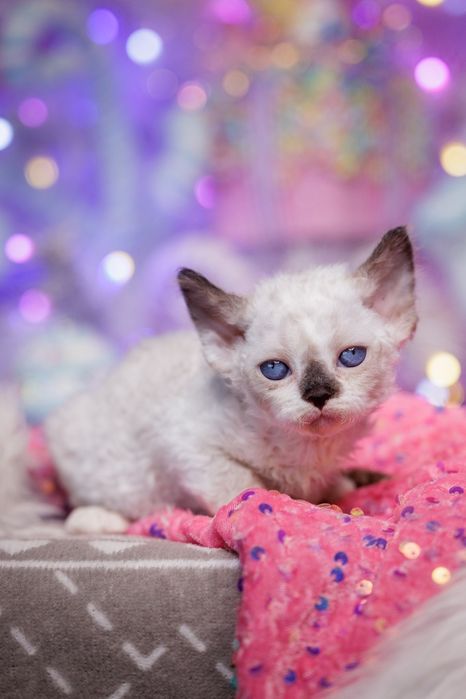 Devon Rex* Kotka niebieskooka* Be Iconic - owieczka