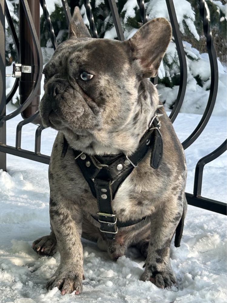 Buldog Francuski