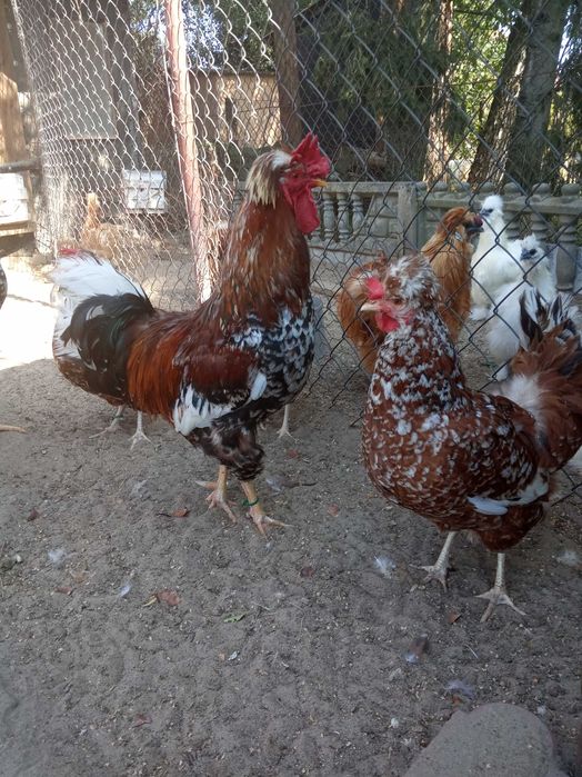 jaja kur czubatki trójbarwnej staropolskiej