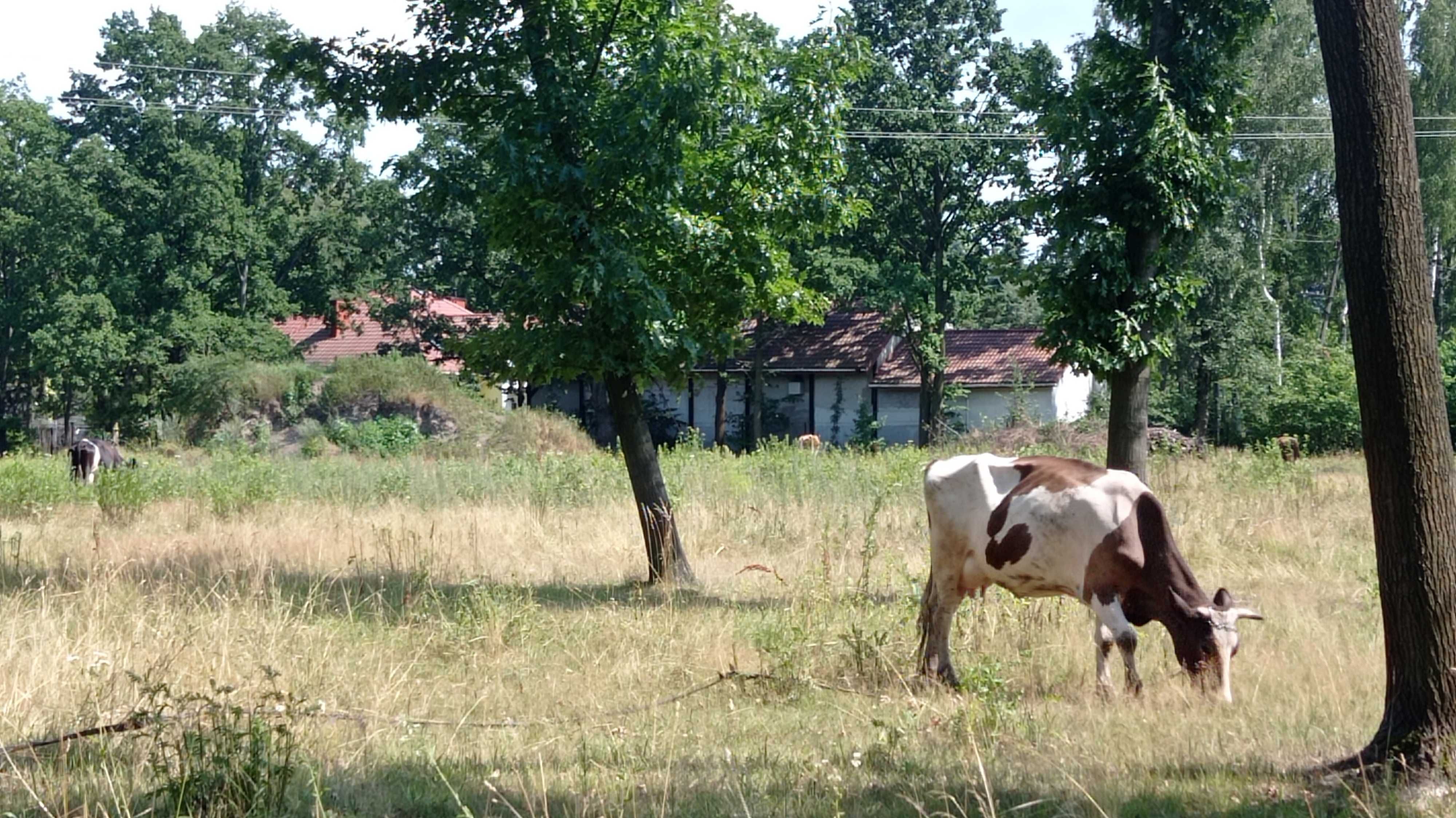 Sprzedam krowy mleczne