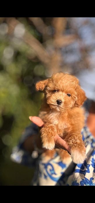 Maltipoo karmelowe po mikro pudelku.