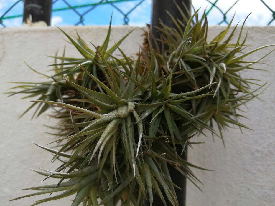 Planta aérea, não necessita de substrato