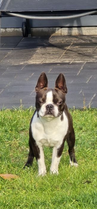 Boston Terrier  ZKwP FCI planowany miot 2026r