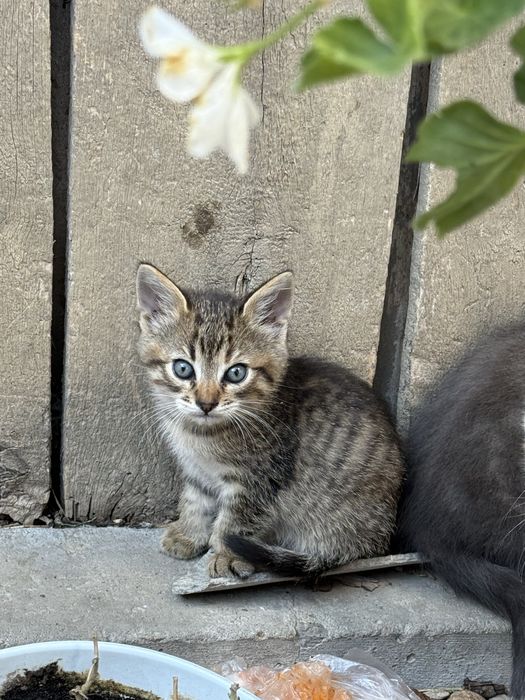 Віддам котиків безкоштовно в добрі руки