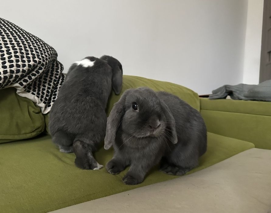 2 urocze króliki MiniLop - chłopiec 1.5 roku + dziewczynka 2 lata
