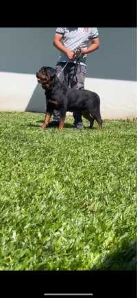 Rottweiler com lop e com treino