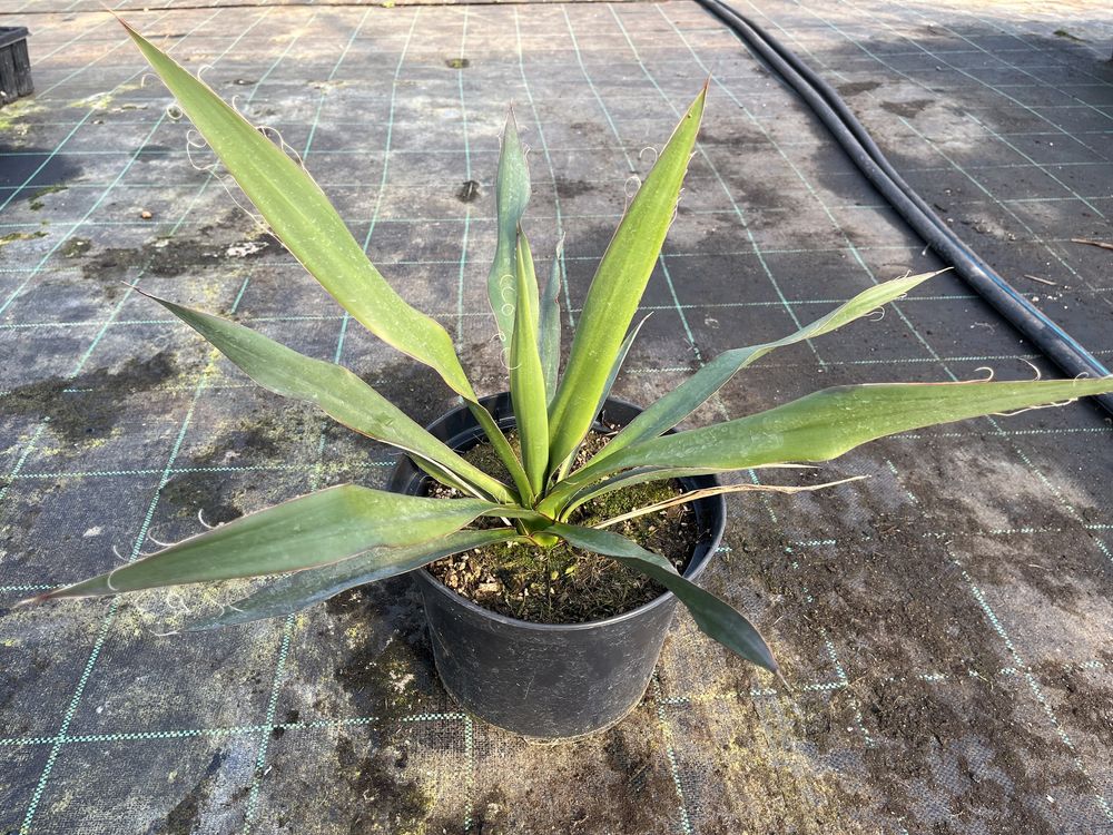 Juka Faxoniana Carnerosana Rostrata Filifera yucca mrozoodporna