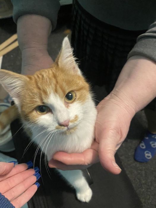 Кицюня в добрі ручки