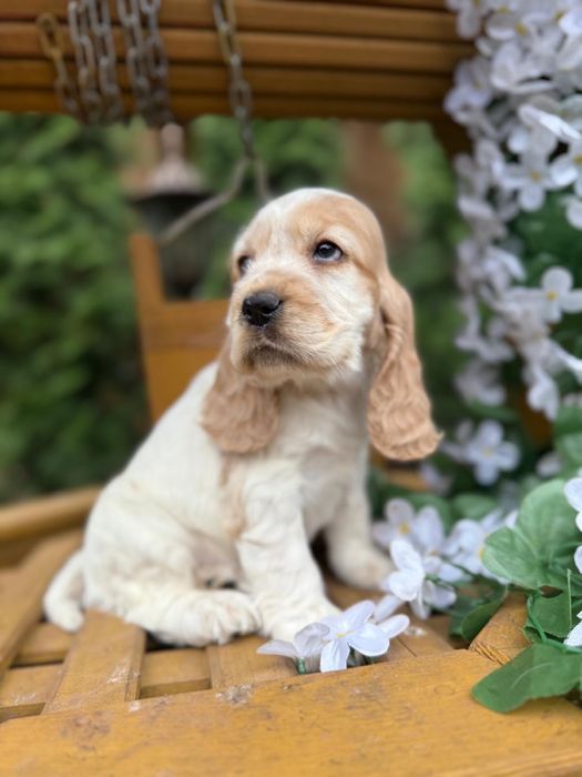 Śliczny! piesek Cocker Spaniel Angielski orange roan z rodowodem