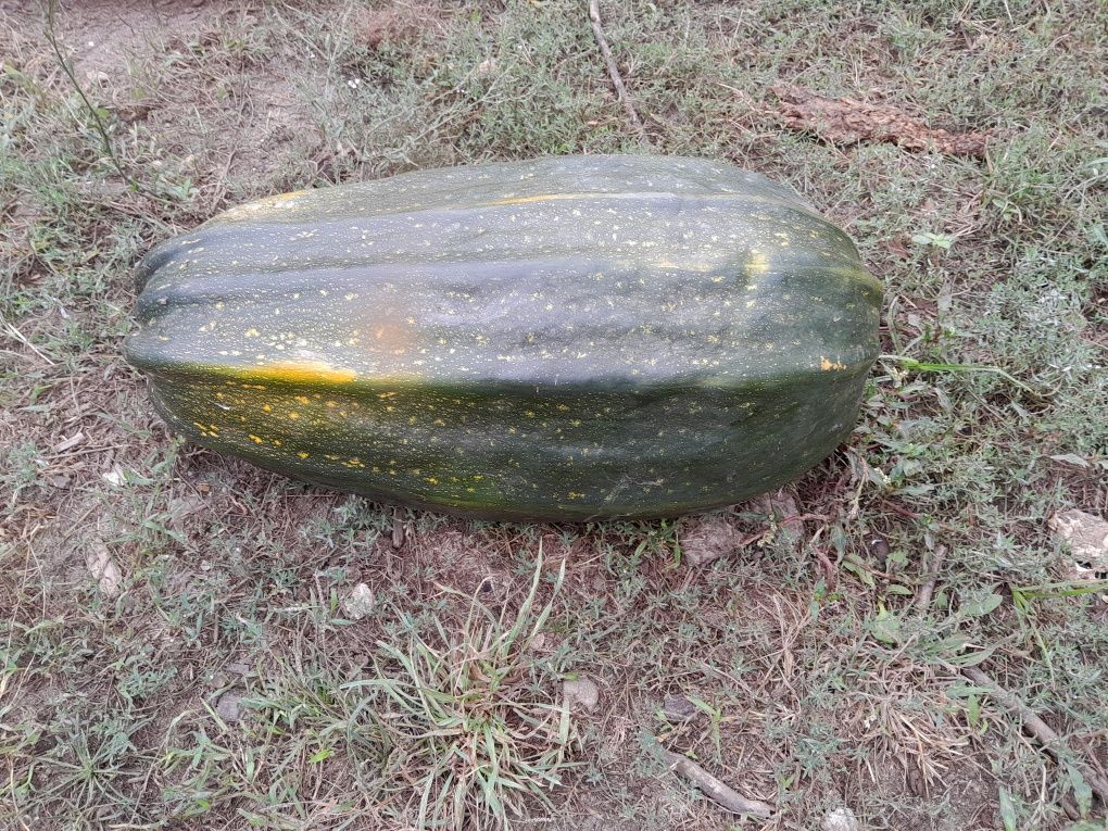 Abobora Verde ou Porqueira