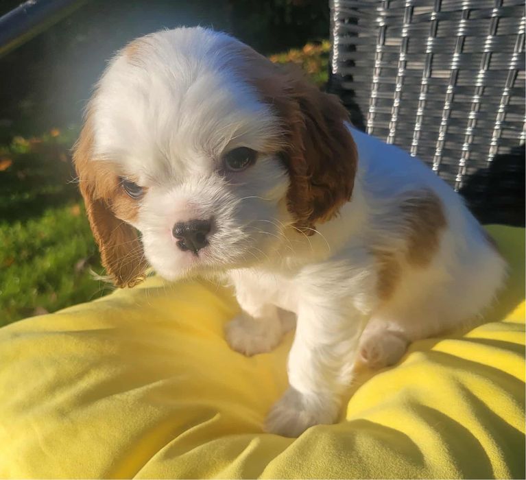 Cavalier King Charles Spaniel FCI