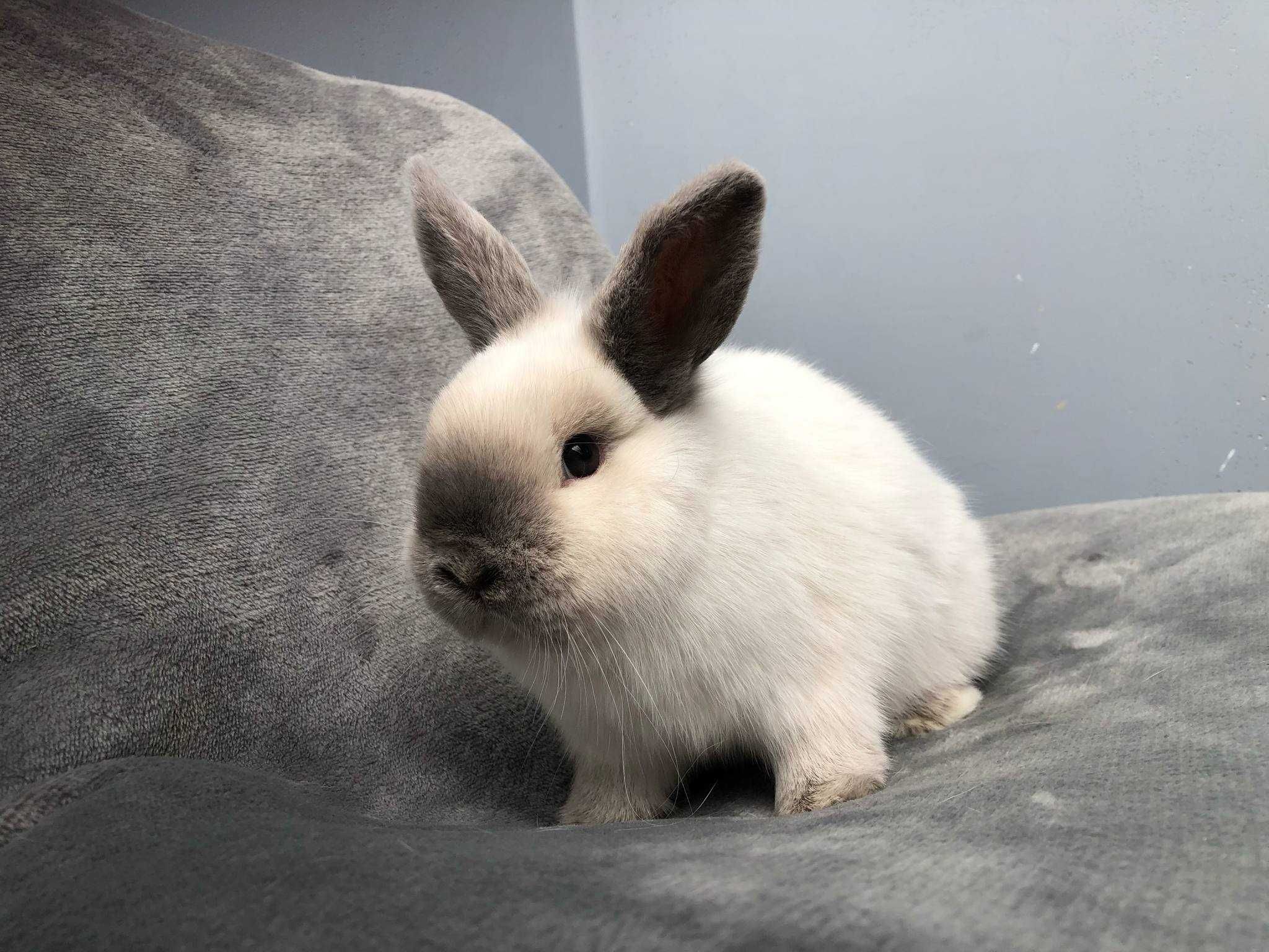 Mini Lop seal point rasowe Kraków Hodowla Zarejestrowana