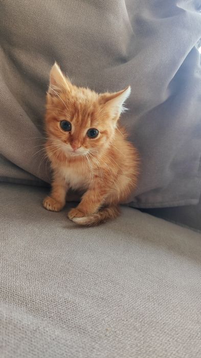 Котик рудий, дуже ніжний