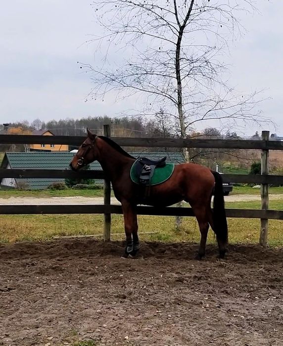 Młody, grzeczny wałach