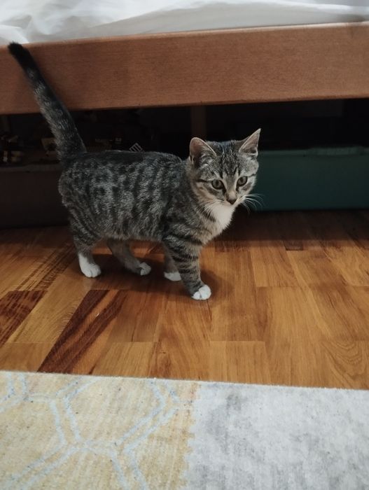 Котик хлопчик в добрі руки