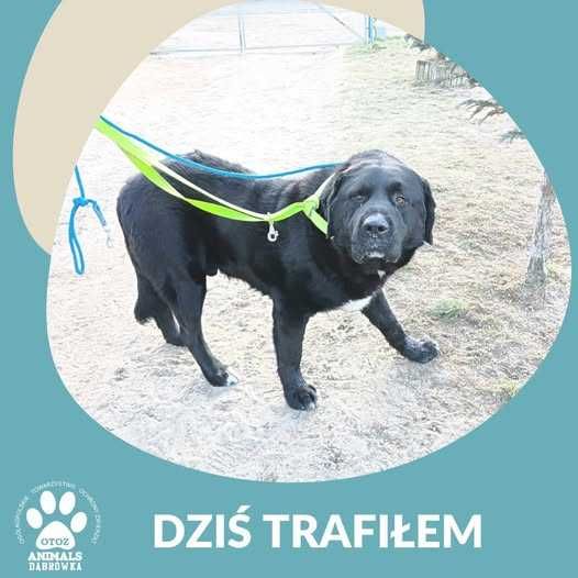 Znaleziono psa - Kamień/Dąbrówka k.Wejherowa